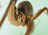 CollectionObject 1580543; 44d671ea-4d02-4395-8419-b3cc06d2ba50: male abdomen tip, caudal view (Rhaphidophora picea). (CollectionObject).