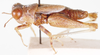Microtmethis kuthyi Karny, 1910: male, lateral view. (Otu).
