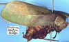 CollectionObject 1517340; 87e5fc8e-a69e-4eac-b1d3-21482386d06c: male, lateral view (holotype of Phrixa hoegei). (CollectionObject).