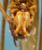 CollectionObject 1542807; 79d3c084-e725-4bd6-b109-bb32cf45d8cb: male subgenital plate (holotype). (CollectionObject).