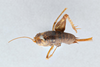 CollectionObject 2765496; 2fd6dfc6-4e66-4974-9960-094ab2467543, CNCI 311948: Ceuthophilus (Ceuthophilus) seclusus. Dorsal view. (CollectionObject).