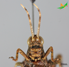 CollectionObject 2275787; 61386727-09ba-49d1-9ac0-df369981fcf5, Unioeste Cascavel K-1300: Female, frontal view. (CollectionObject).