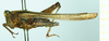 CollectionObject 1587009; 7bd7f067-5e60-4b6e-a763-b5076000a671, NHMUKNHNUK010924787: female, lateral view (syntype). (CollectionObject).