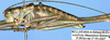 Poecilimon erimanthos Willemse & Heller, 1992: male, lateral view (paratype). (Otu).