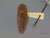 Habitus, dorsal view: Male holotype [NCSU]: habitus, dorsal view. (Observation).