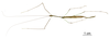 CollectionObject 1583789; 403519e2-9601-46c2-ac33-f8f511127417: copyright MNHN, Paris. male (holotype). (CollectionObject).