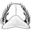 Subgenital plate: !! display not done !! on Paraphlepsius (Paraphysius) tubus (Ball, 1909): Subgenital plate. (Observation).