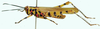 Poecilocerastis tricolor tricolor (Bolívar, 1912): male, lateral view. (Otu).