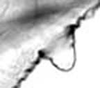Hind wing.: !! display not done !! on apterous viviparous female: Aphis (Aphis) rumicis Linnaeus, 1758: Seventh marginal tubercle of A. rumicis. (Observation).