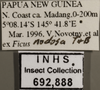 Other on Balocha pseudomaculifrons Maldonado Capriles, 1970: Labels. (Observation).