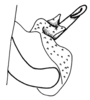 Scotussa lemniscata (Stål, 1861): Fig. 95. distal portion of phallic complex, lateral view. (Otu).
