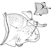 Pygofer, lateral view on Arboridia (Arboridia) salka Dworakowska, 1994: Pygofer, lateral view. (Observation).