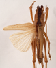 CollectionObject 1534479; 81481b8a-ae76-440c-8b51-270c82c5f1da: female dorsal (holotype). (CollectionObject).