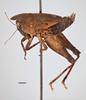 CollectionObject 1477320; 10133c66-3f83-4933-b6ca-e3ecd92f423b, MZLU167526, Type no. 4846:2: female (holotype), lateral view. (CollectionObject).