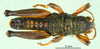 Conophyma semenovi semenovi Zubovski, 1898: male from Kazakhstan. (Otu).