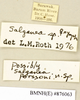 CollectionObject 1573087; 96ed1fc4-9f16-4f9e-a2d4-90f9c1a51a0c: Copyright Natural History Museum, London. Labels from non-type (female nymph) in BM(NH). (CollectionObject).