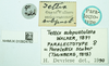 CollectionObject 1587048; 37c825fe-5e1c-48fe-b8dd-6d92cee14042, NHMUK010924782: female, labels (paralectotype). (CollectionObject).