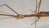 CollectionObject 1557206; NHMUK(SF IMPORT DUPLICATE) 844748, 05419db8-951b-49b9-9e62-e5a487ac9425: copyright Natural History Museum, London. male: head and thorax, lateral view (holotype). (CollectionObject).