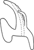 Aedeagus, lateral view on Erythridula minuta (Johnson, 1935): Aedeagus, lateral view. (Observation).