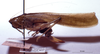 CollectionObject 1522101; c7f230c7-fd96-422f-bae9-418cdbfaf796: female, lateral view (holotype of Eppioides bicolor). (CollectionObject).