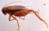 CollectionObject 1582015; 85550c59-ae05-4c57-882e-dc2547a25457: female, lateral view (paratype). (CollectionObject).