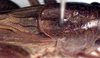 Platycleis escalerai escalerai Bolívar, 1899: male pronotum and stridulatory area (holotype of Platycleis escalerai graeca). (Otu).