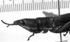 CollectionObject 1565618; c29b2a45-da21-450b-9d39-61b766361697: Image Carbonell, C.S. female head and pronotum, lateral view. (CollectionObject).