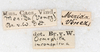 CollectionObject 1560427; bd11896f-e498-42f1-b959-c44f7049a332: copyright NMW, Vienna. female, data labels (syntype). (CollectionObject).;CollectionObject 1560428; e38535f2-096d-42a7-90c9-05a46b40f72a: copyright NMW, Vienna. female, data labels (syntype). (CollectionObject).