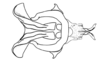 Dichromatos lilloanus (Liebermann, 1948): Fig. 9V. endophallic plate, cingulum and aedeagal valves with sheath, dorsal view. (Otu).