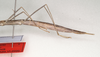 CollectionObject 1558543; 54875b90-1d03-4fea-b003-54f98934582a: copyright ANIC, Canberra. female: end of abdomen, lateral view (paratype). (CollectionObject).