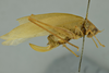 CollectionObject 1532144; NMW 393, 33fbdd01-877b-4238-8559-8e50264ddca0: female habitus, lateral view (holotype). (CollectionObject).