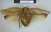 Rhabdoblatta praecipua (Walker, 1868): Copyright NHM, London. Lectotype female of synonym Epilampra praecipua, ventral view. (Otu).