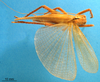 CollectionObject 1530793; f52fde61-b463-4841-92bb-9928413e751c: male, dorsal view. (CollectionObject).