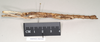 CollectionObject 1563695; 609f330d-bee3-4b29-b057-9f18317d43e0: copyright Natural History Museum, London. female juv., lateral view (paratype). (CollectionObject).;CollectionObject 1563696; b7e131b1-06c5-4ea4-bf05-d82fe43432f9: copyright Natural History Museum, London. female juv., lateral view (paratype). (CollectionObject).