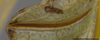 CollectionObject 2189003; 3e92da30-72d7-4127-a757-5a992b930552, ZUFMS ORT00844: Stridulatory file. (CollectionObject).