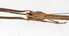 CollectionObject 1561484; 9996d593-163b-4fa3-bf89-4646e1084155: copyright MHNG Geneva. male: head, dorsal view (holotype). (CollectionObject).