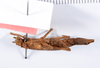 CollectionObject 1559082; a86c8065-a774-4c4a-8910-1f0ce8598b83: copyright ANSP. female, ventral view (holotype). (CollectionObject).