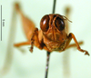 CollectionObject 1589652; e65841b6-6740-4b78-bb6a-fee71abf38ae: female, frontal view (allotype). (CollectionObject).