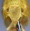 Head on Siphanta acuta (Walker, 1851): (Observation).