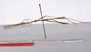 CollectionObject 1559867; 323192c9-1ac1-4610-96c0-b6da2e49e699: copyright ZMHB, Berlin. male, lateral view (holotype). (CollectionObject).