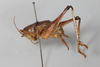 CollectionObject 1505596; 12a843f1-b3c7-4b55-80ef-1855a08ffb82: Male, lateral view (syntype). (CollectionObject).