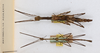 CollectionObject 1557084; 9f57a91c-979a-4fb3-8cf1-913c3e484d12: copyright ANSP. male and female, dorsal view (syntypes). (CollectionObject).;CollectionObject 1557085; 226e9b18-2662-4031-b06a-ae31c71a0fda: copyright ANSP. male and female, dorsal view (syntypes). (CollectionObject).