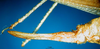 CollectionObject 1502099; 86f67774-41f7-4e57-a0c6-191def92941e: female ovipositor (syntype). (CollectionObject).