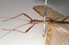 CollectionObject 1562601; NHMUK(SF IMPORT DUPLICATE) 845105, 1e438189-2f6c-48ee-830e-60c22fcab8c0: copyright Natural History Museum, London. male: head and thorax, lateral view (lectotype). (CollectionObject).