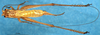 CollectionObject 1505365; a316b970-1b47-4889-b311-9c832ebd8015: male, dorsal view (holotype). (CollectionObject).