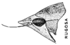Habitus, lateral view on Rugosana rugosa (Spångberg, 1878): (Observation).