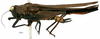 CollectionObject 1506787; 0bc8bf28-bdd8-44a9-9177-8f9481aa5ac9: female, lateral view (holotype). (CollectionObject).