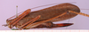 CollectionObject 1530753; 5ad6be2c-7cd5-4480-b1d2-f95c6988db70: SMNS, Stuttgart, CRT000011S01. female, lateral view. (CollectionObject).