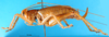 CollectionObject 1500146; 20d8e835-761e-445a-bf67-9b8cb7fbf6ad: female, lateral view (holotype). (CollectionObject).