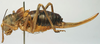 CollectionObject 1516719; 1003f346-b9f5-41a9-9605-1a84054075c5: female, lateral view (holotype). (CollectionObject).